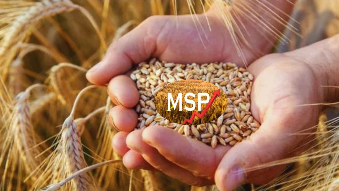 Government's Diwali gift to farmers! Increase in MSP of Rabi crops, The central government has approved the increase in the minimum support price (MSP) for major Rabi crops.