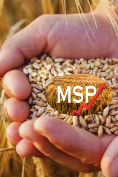 Government's Diwali gift to farmers! Increase in MSP of Rabi crops, The central government has approved the increase in the minimum support price (MSP) for major Rabi crops.