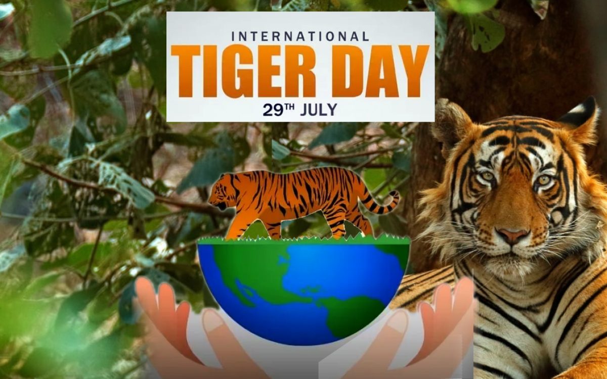 International Tiger Day 2024: Special things related to this day celebrated on 29 July